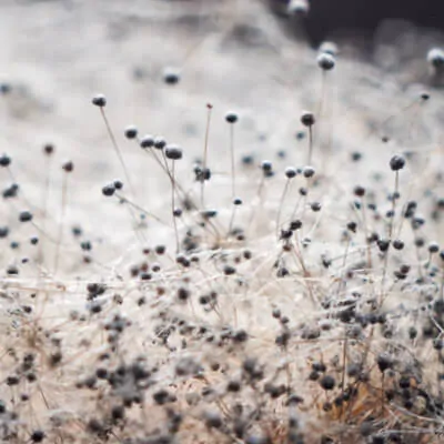 5 Airborne Allergens to Watch For in Northern California CA